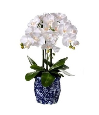 23” Potted Phalaenopsis in Ming Pot