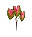 21” PE Caladium Plant X3
