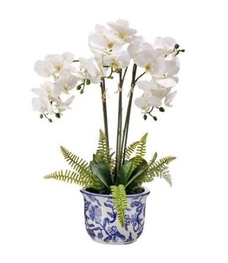 22" Triple Phalaenopsis and Fern in Ceramic Pot