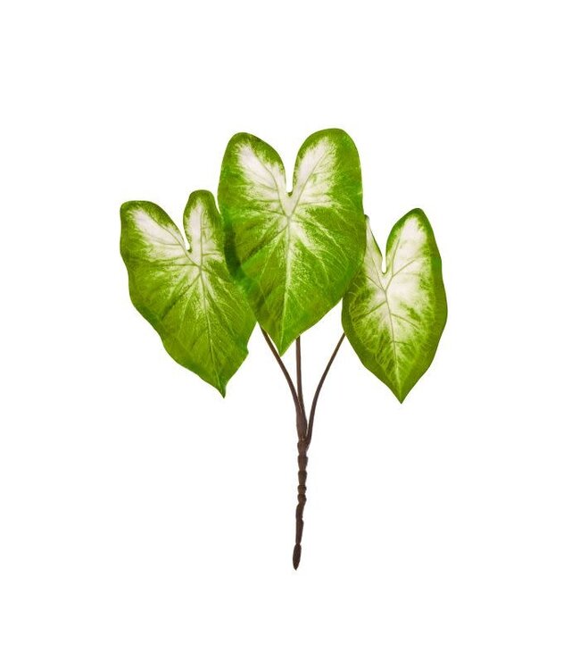 21” PE Caladium Plant X3