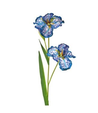 Spotted Iris X2 + Bud 35”