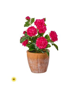 Natural Touch Rose in Clay Pot 13”
