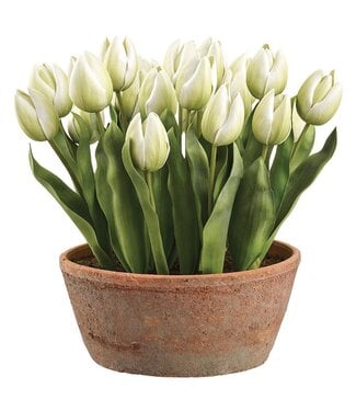15 Inch Tulip in Aged Clay Pot Cream Green