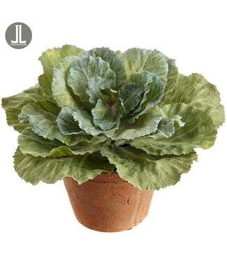 8 Inch Ornamental Cabbage In Clay Pot Green