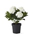 18.75 Inch 5 Bloom Potted Hydrangea with Faux Dirt