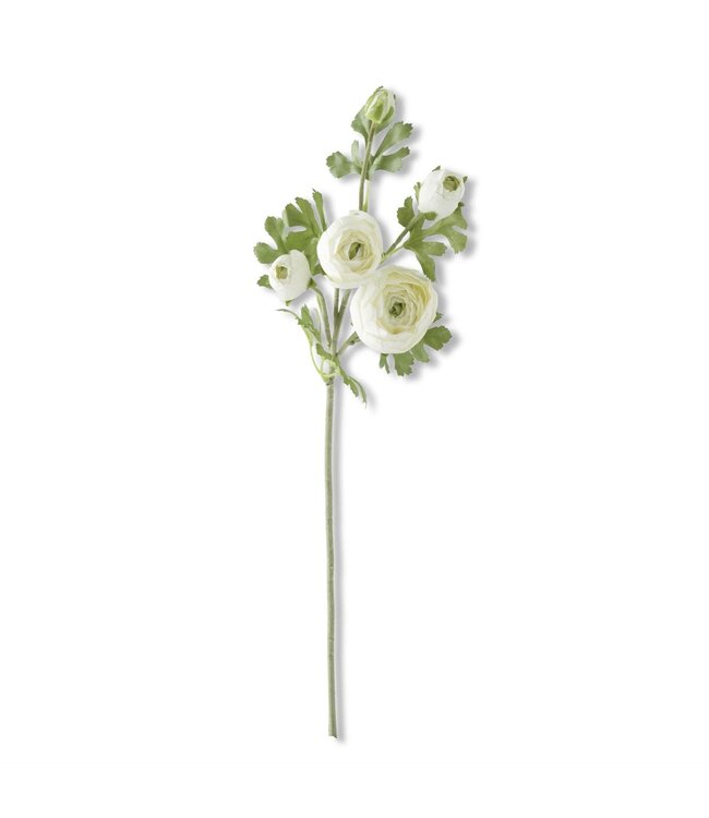 24.5 Inch Real Touch 5 Head Ranunculus Stem