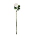 24 Inch Real Touch Austin Rose Stem