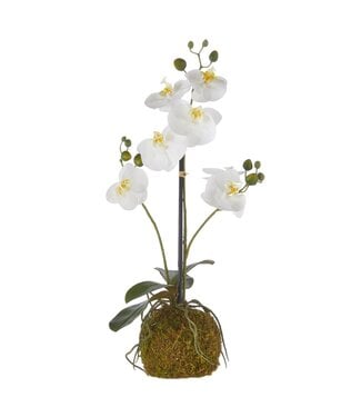 23.75" Real Touch White Orchid with Moss Ball