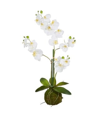 31" White Orchid with Moss Ball