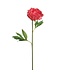 28" Single Peony Stem