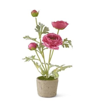 14 Inch Pink Ranunculus In Clay Pot