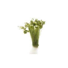 Woodland Scenics Medium Green Prairie Grass # 777