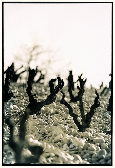 Cherishing the Classic: Focusing on Chateauneuf-du-Pape