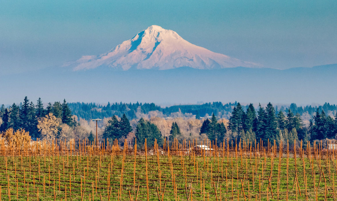 Lingua Franca--Making Exceptional Wines from Oregon's Eola-Amity Hills