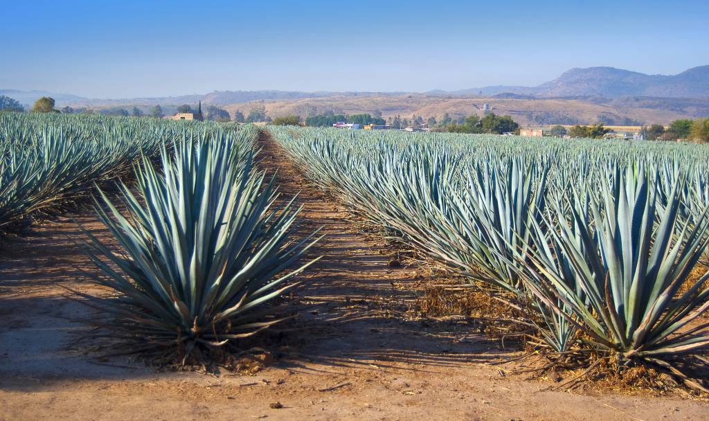 For the love of Agave