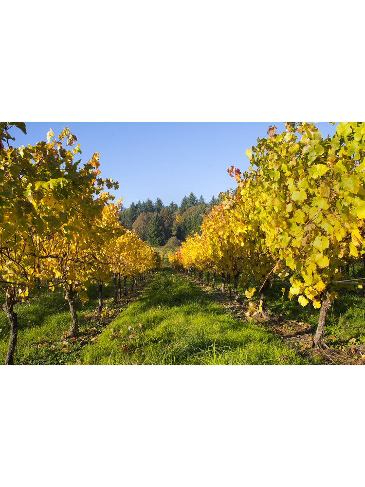 Tasting -- Why We Love Oregon Wine! Brilliant Reds and Whites on April 19th, 2024 7:30PM