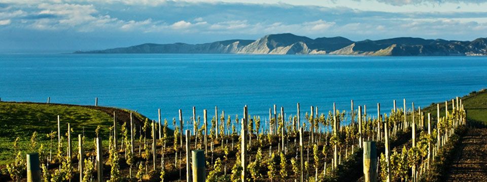 Purity in a Bottle: New Zealand's Pristine and Forthright Wines