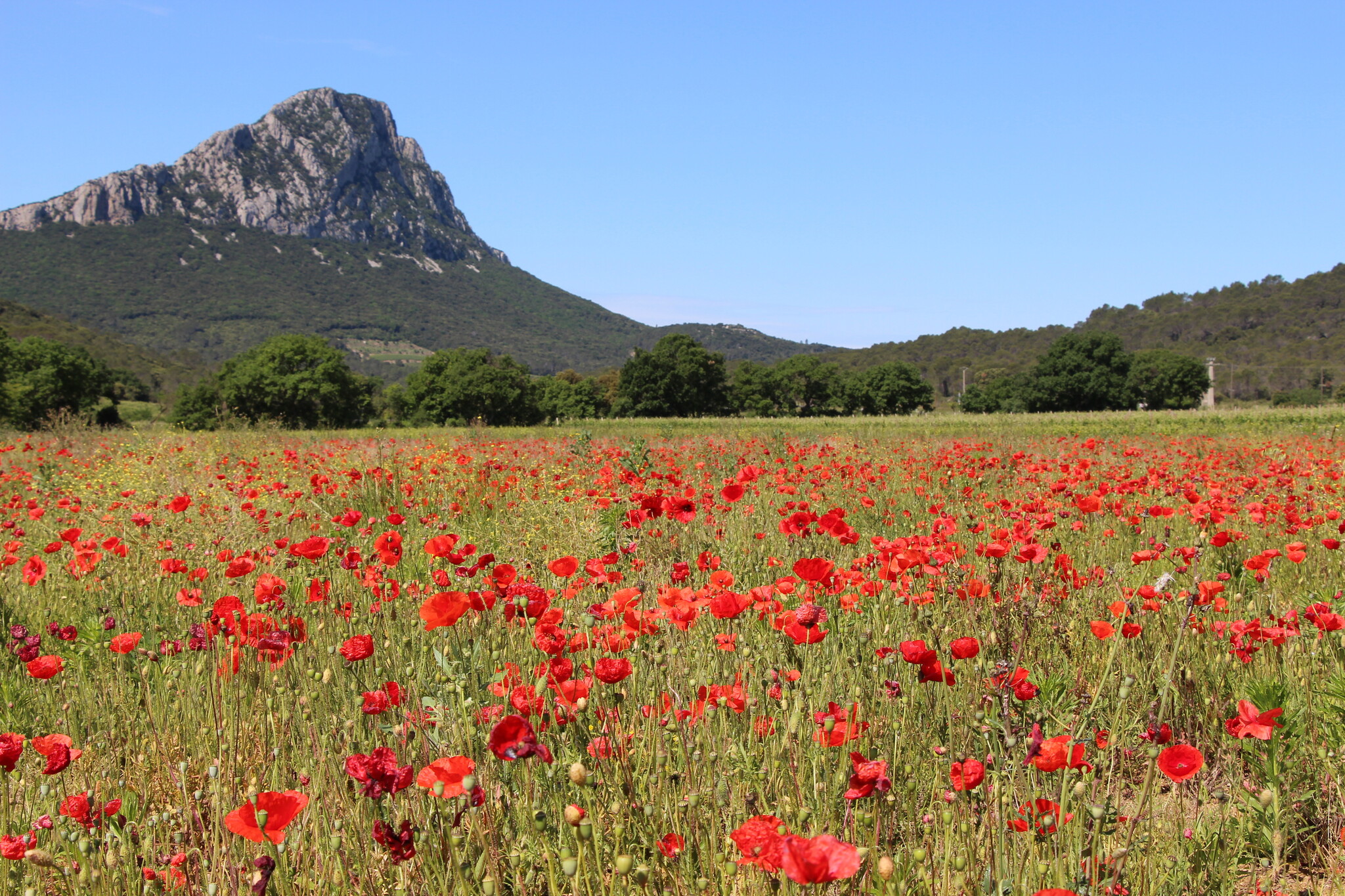Hortus Mountain w Poppies