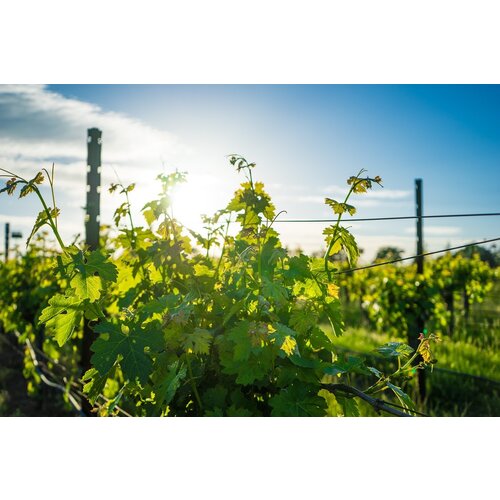 Tasting -- Summer Napa Cabernet Sauvignon Event - Specialty Boutiques and Classic Producers on July 25th @ 7:30 pm