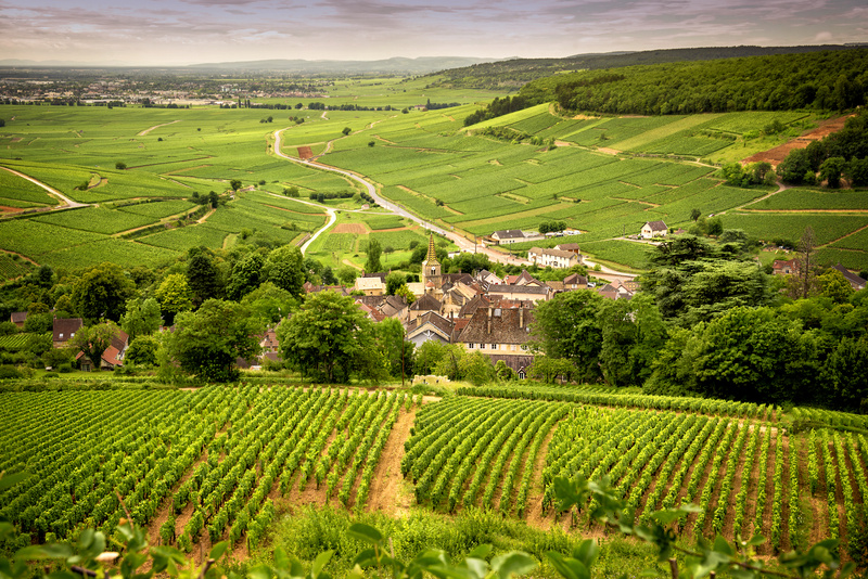 Meursault vineyard, Burgundy