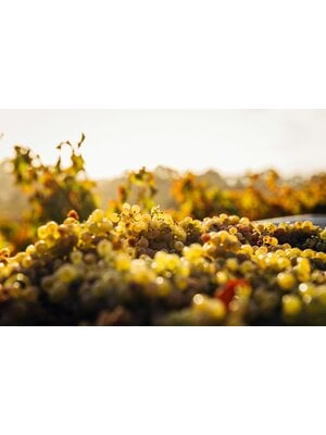 Tasting -- Randy's Magical Mystery Tour! 30th Anniversary Exclusive Tasting on November 14th @ 7:30pm