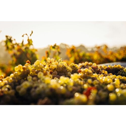 Tasting -- Randy's Magical Mystery Tour! 30th Anniversary Exclusive Tasting on November 14th @ 7:30pm