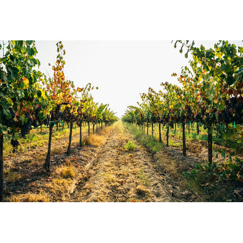 Tasting – Exploring Sta Rita Hills Pinot Noir on January 9th @ 7:30pm
