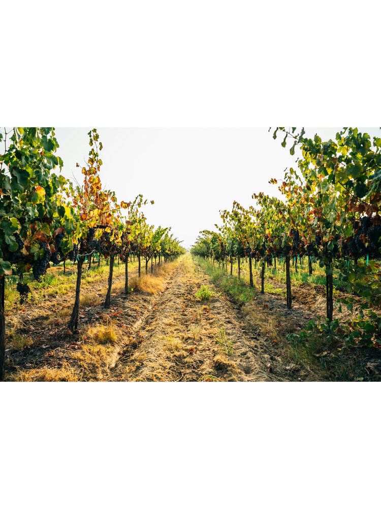 Tasting – Exploring Sta Rita Hills Pinot Noir on January 9th @ 7:30pm