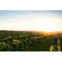 Tasting – Rhône Valley 101 on February 27th @ 7:30pm