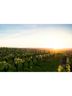 Tasting – Rhône Valley 101 on February 27th @ 7:30pm