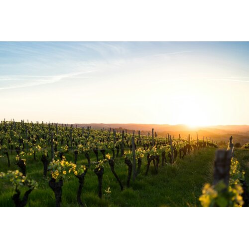 Tasting – Rhône Valley 101 on February 27th @ 7:30pm