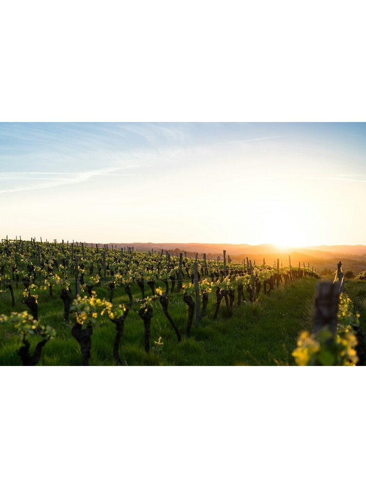 Tasting – Rhône Valley 101 on February 27th @ 7:30pm