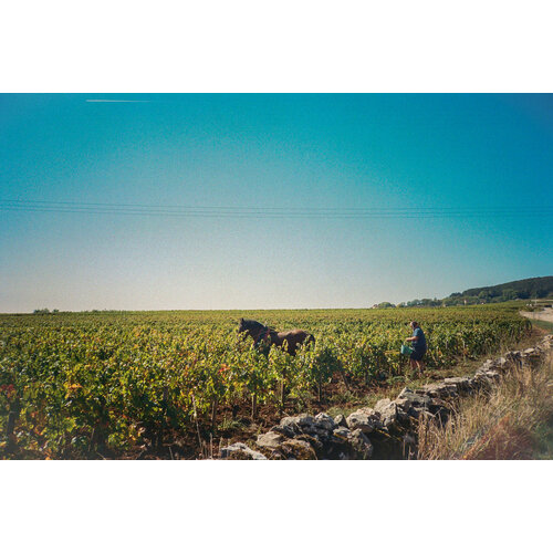 Tasting – Falling in Love with White Burgundy on February 13th @ 7:30pm