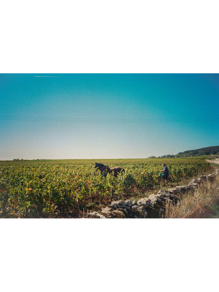 Tasting – Falling in Love with White Burgundy on February 13th @ 7:30pm