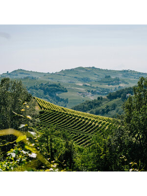 Tasting – The Brilliant Wines of Piedmont, Italy on March 6th @ 7:30pm