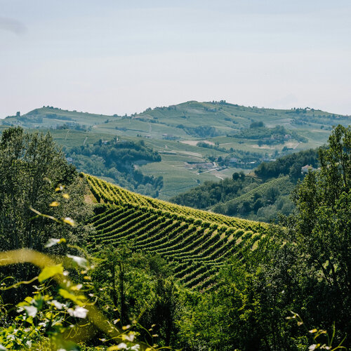 Tasting – The Brilliant Wines of Piedmont, Italy on March 6th @ 7:30pm