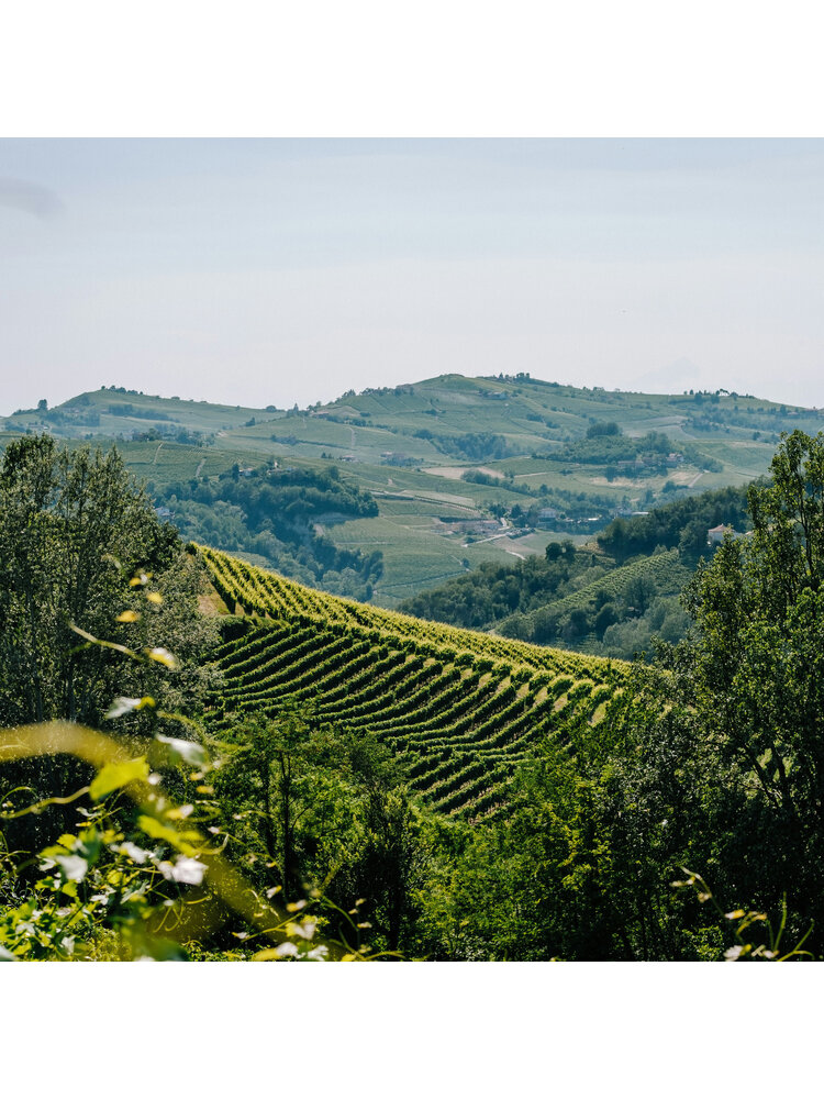 Tasting – The Brilliant Wines of Piedmont, Italy on March 6th @ 7:30pm