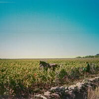 Falling in Love with White Burgundy