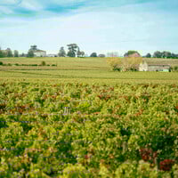 Is it Any Surprise that Red Bordeaux  Still Commands Big Attention?