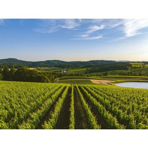 Tasting – Why We Love Oregon Wine! on May 29th @ 7:30pm