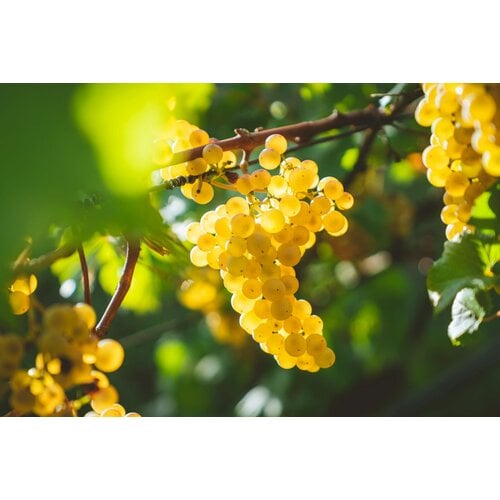 Tasting – All About Chablis on May 22nd @ 7:30pm