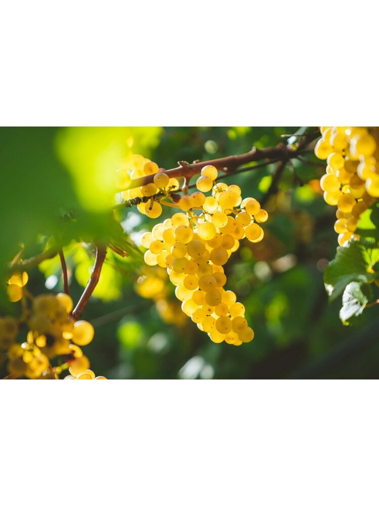 Tasting – All About Chablis on May 22nd @ 7:30pm