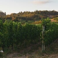 Exploring the Premium Wines of Oregon