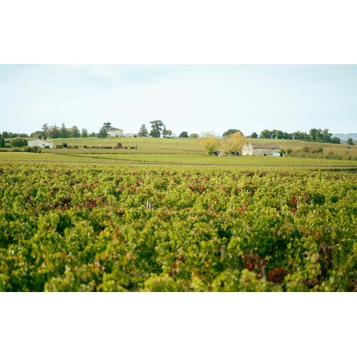 Tasting – Left Bank Red Bordeaux on July 24th @ 7:30pm