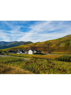 Tasting – Wine Hall of Fame: German Riesling on July 17th @ 7:30pm