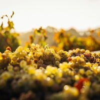 California Chardonnay and the Artistic Success of Its Greatest Producers