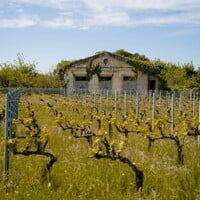 Making Sense of Bordeaux: the World’s Most Famous Red  Wine
