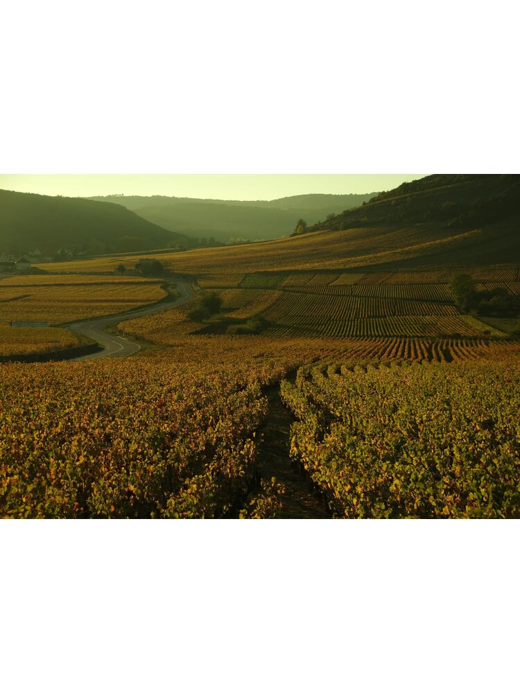 Tasting – The Basics of French Wine on September 25th @ 7:30pm