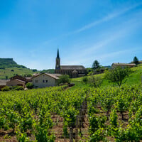 Affordable White Burgundies You Shouldn’t Miss