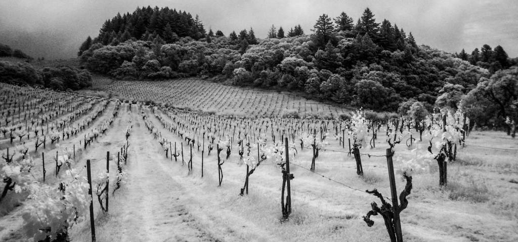 California Mountain Fruit--How Grapes Express Themselves in Higher Elevations